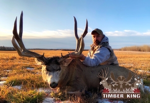 Giant typical Alberta mule deer.